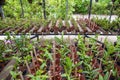 Rows of orchid flowers in the pots garden in the glasshouse Royalty Free Stock Photo