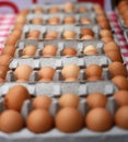 Rows of Organic Brown Large Eggs