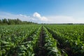 Rows of Organic Corn