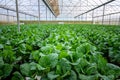 Rows of organically grown fresh lettuce for the food industry.