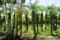 Rows of palm trees can be seen in Costa Rica`s agricultural areas. Royalty Free Stock Photo