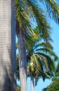 rows of palm trees neatly arranged in the garden