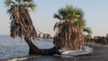 Palm trees on shores of Lake Turkana, Kenya Royalty Free Stock Photo