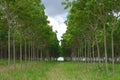 Rows of para rubber tree Royalty Free Stock Photo