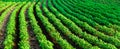 Rows of peanut plants in farm in summer Royalty Free Stock Photo