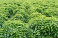 Rows of peanut plants Royalty Free Stock Photo