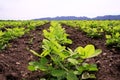 Rows of peanut plants Royalty Free Stock Photo