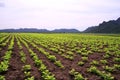 Rows of peanut plants Royalty Free Stock Photo