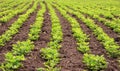 Rows of peanut plants Royalty Free Stock Photo