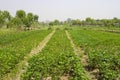 Rows of peanut plants Royalty Free Stock Photo