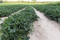 Rows of peanuts growing in Georgia