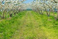 Rows of pear trees in blossom.
