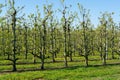 Rows of pear trees in orchard, fruit region Haspengouw in Belgium