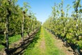 Rows of pear trees in orchard, fruit region Haspengouw in Belgium