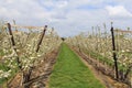 Rows of pear trees in an orchard with white blossom in holland in springtime