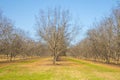 Rows of pecan trees and patches of green grass Royalty Free Stock Photo