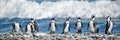 Rows of penguins on a pebble beach South Africa Royalty Free Stock Photo