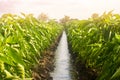 Rows pepper plantation divided by irrigation water channel. traditional method of watering the fields. Cultivation, care