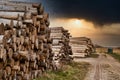 Rows of piled of logs , waiting to be processed, at a local rural lumber mill, made into lumber for construction Royalty Free Stock Photo