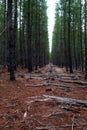 Rows of pine trees at Adelaide Austrailia Royalty Free Stock Photo