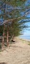 Rows of pine trees on the shoreline Royalty Free Stock Photo