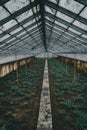 Rows of pineapple plant growing in plantation, Azores, Portugal. Pineapples A Arruda. pineapple harvest greenhouse Royalty Free Stock Photo