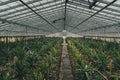 Rows of pineapple plant growing in plantation, Azores, Portugal. Pineapples A Arruda. pineapple harvest greenhouse Royalty Free Stock Photo