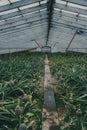 Rows of pineapple plant growing in plantation, Azores, Portugal. Pineapples A Arruda. pineapple harvest greenhouse Royalty Free Stock Photo