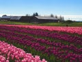 Rows of Pink and Purple Tulips Farm Royalty Free Stock Photo