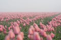 Rows of pink tulips