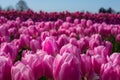 Rows of Pink Tulips Farm Close-up Royalty Free Stock Photo