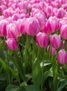 Rows of Pink Tulips Farm Close-up Vertical Royalty Free Stock Photo