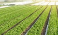Rows plantation of potato bushes after agrofibre removal. Agroindustry and agribusiness. Agriculture, growing food vegetables. Royalty Free Stock Photo