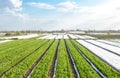 Rows plantation of potato bushes after agrofibre removal. Agroindustry and agribusiness. Cultivation care, harvesting in late Royalty Free Stock Photo