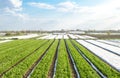 Rows plantation of potato bushes after agrofibre removal. Agroindustry and agribusiness. Cultivation care, harvesting in late