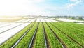 Rows plantation of potato bushes after agrofibre removal. Agroindustry and agribusiness. Growing a crop on the farm. Agriculture, Royalty Free Stock Photo
