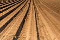 Rows on Plantation. Spring Season in Countryside. Agriculture Industry Background