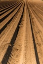 Rows on Plantation. Spring Season in Countryside. Agriculture Industry Background