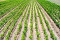 Rows / plantation of young pepper on a farm on a sunny day. Growing organic vegetables. Eco-friendly products. Agriculture land