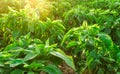 Rows / plantation of young pepper on a farm on a sunny day. Growing organic vegetables. Eco-friendly products. Agriculture land