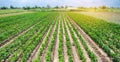 Rows / plantation of young pepper on a farm on a sunny day. Growing organic vegetables. Eco-friendly products. Agriculture land