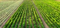 Rows / plantation of young pepper on a farm on a sunny day. Growing organic vegetables. Eco-friendly products. Agriculture land