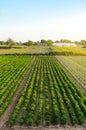 Rows / plantation of young pepper on a farm on a sunny day. Growing organic vegetables. Eco-friendly products. Agriculture land