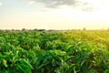 Rows / plantation of young pepper on a farm on a sunny day. Growing organic vegetables. Eco-friendly products. Agriculture land