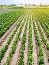 Rows / plantation of young pepper on a farm on a sunny day. Growing organic vegetables. Eco-friendly products. Agriculture land