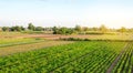 Rows / plantation of young pepper on a farm on a sunny day. Growing organic vegetables. Eco-friendly products. Agriculture land