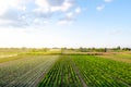 Rows / plantation of young pepper on a farm on a sunny day. Growing organic vegetables. Eco-friendly products. Agriculture land