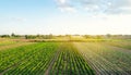 Rows / plantation of young pepper, leek, cabbage on a farm on a sunny day. Growing organic vegetables. Eco-friendly products.