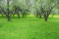 Rows of planted apple trees in blossoming fruit orchard Royalty Free Stock Photo