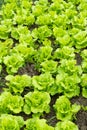 rows of planted lettuce at vertical composition
